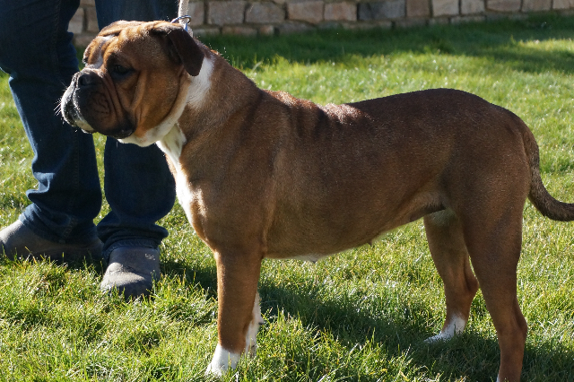 Pickwick Elluna