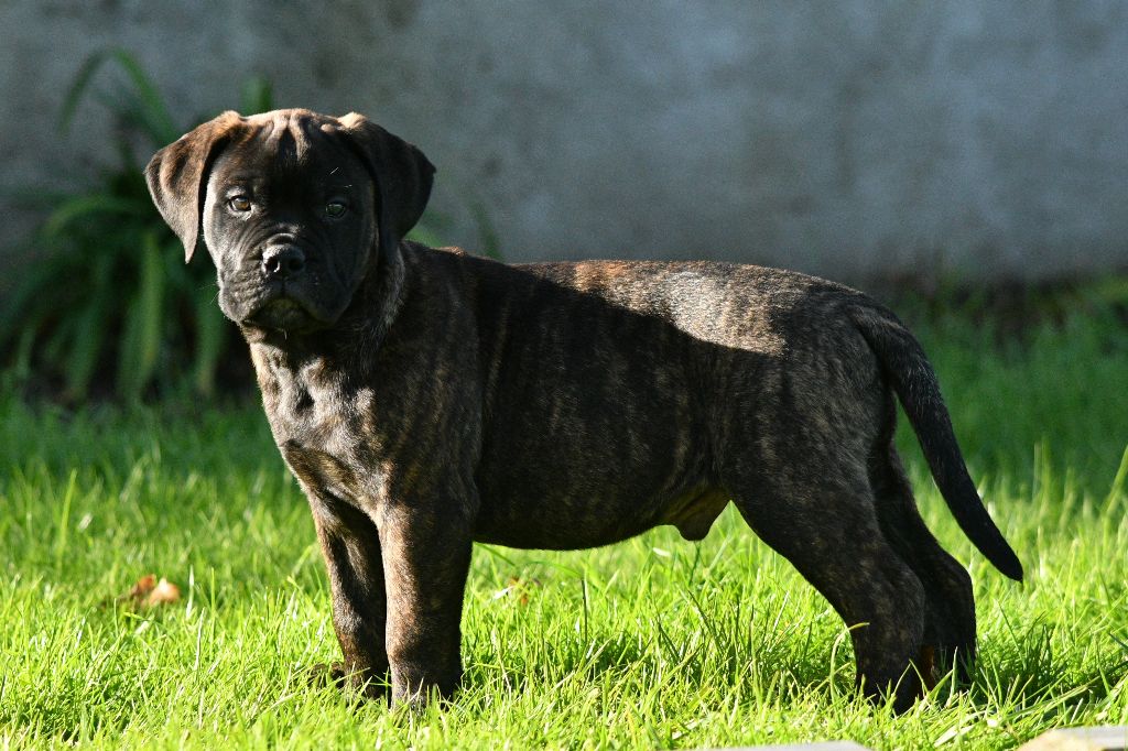 des perles noires de Beaume - Chiots disponibles - Bullmastiff