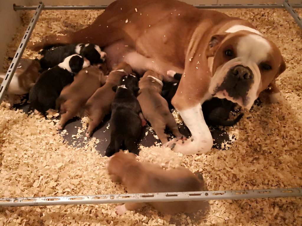 des perles noires de Beaume - Bulldog continental - Portée née le 23/01/2019