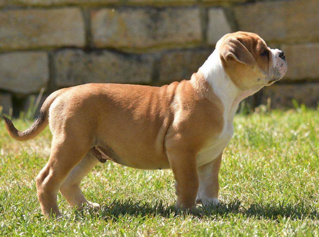 des perles noires de Beaume - Chiots disponibles - Bulldog continental