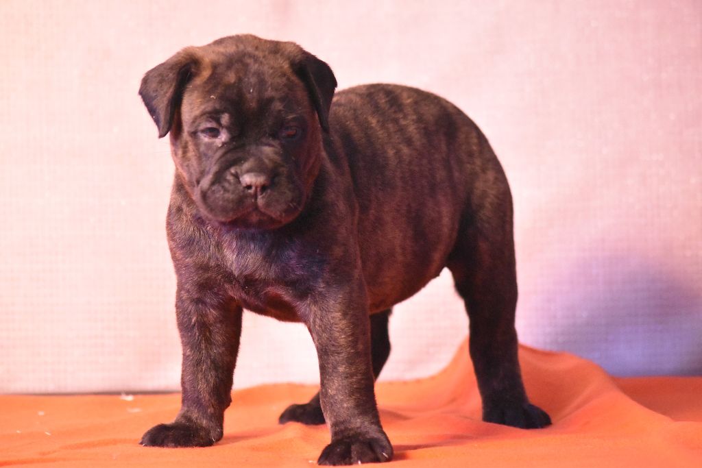 des perles noires de Beaume - Chiots disponibles - Bullmastiff