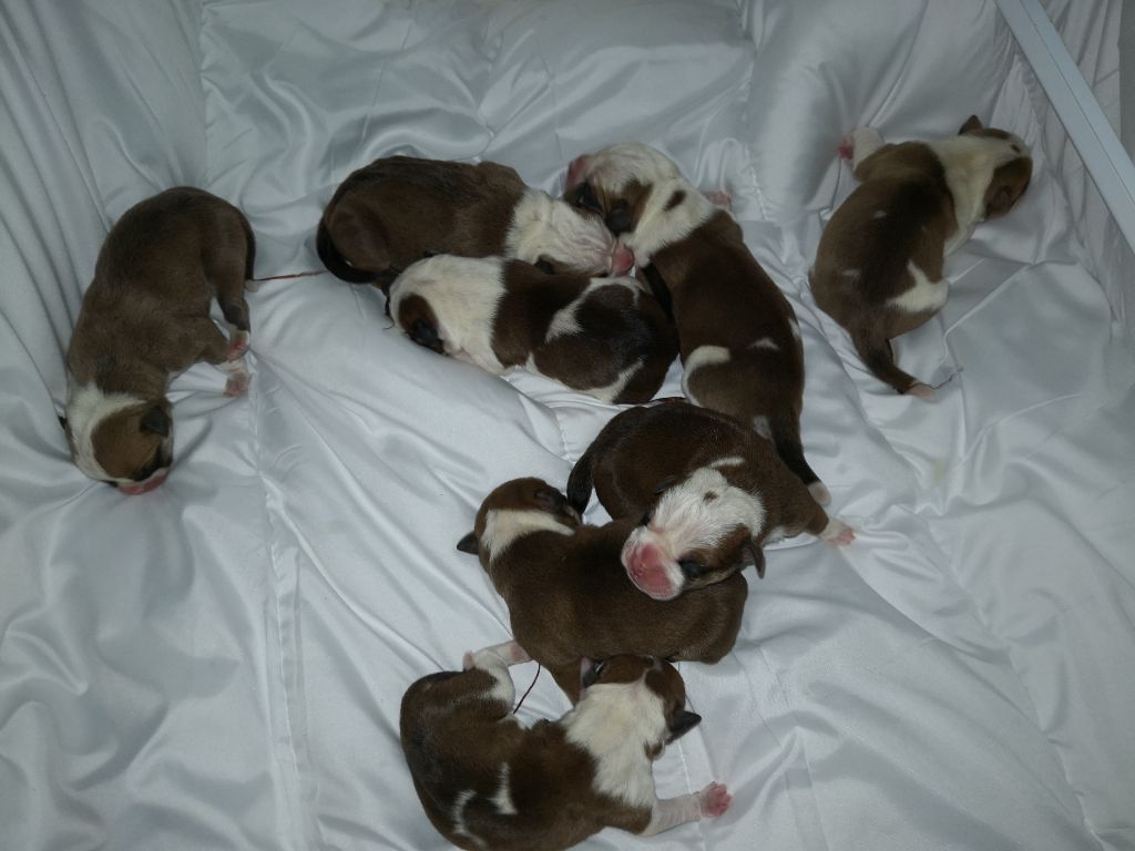 Chiot Bulldog continental des perles noires de Beaume