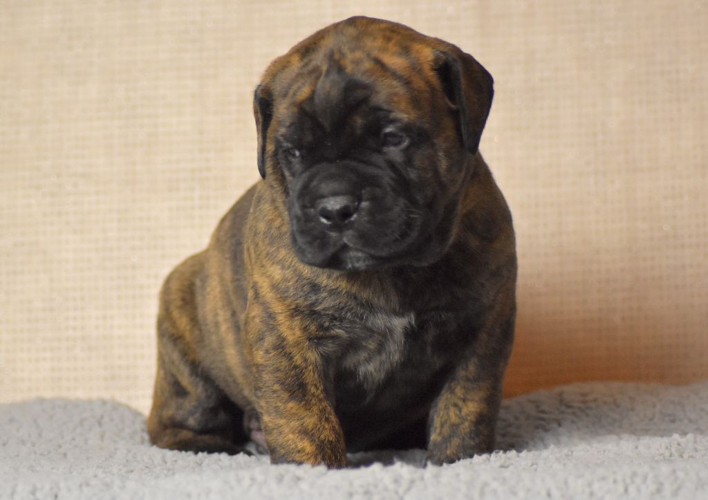 CHIOT 